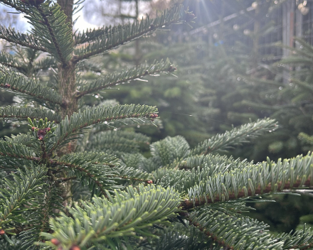 Abies nordmanniana