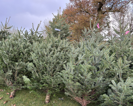 Abies nordmanniana