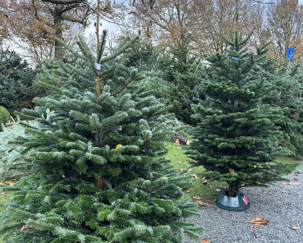 Abies nordmanniana