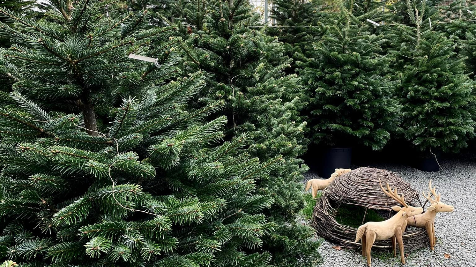 Kerstboom tips kerstbomen