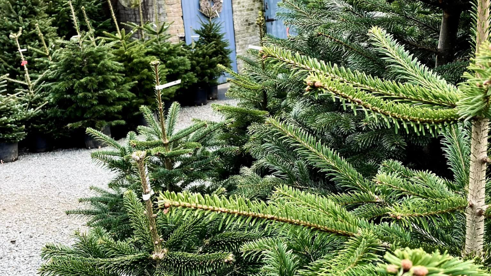 Kerstboom tips kerstbomen