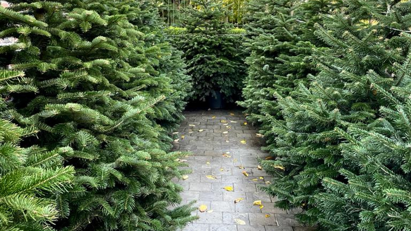 Kerstboomverkoop | Kerstbomen