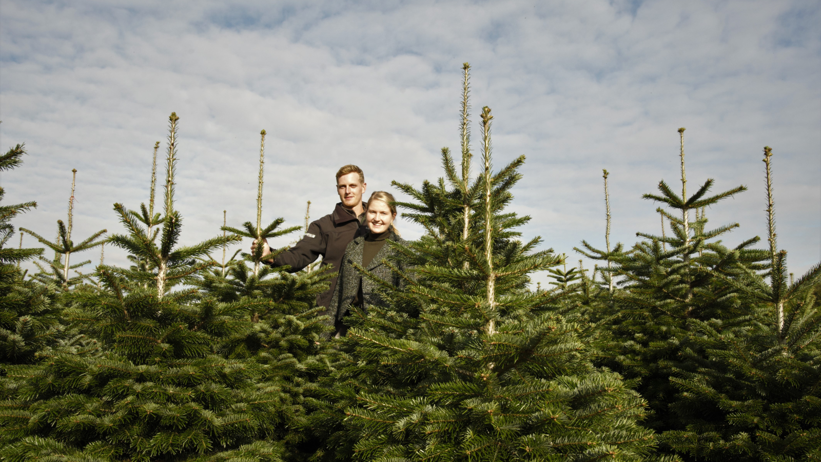 Kerstboomverkoop | Kerstbomen